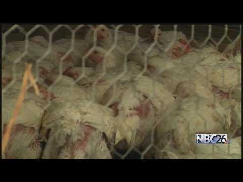 Local Poultry Farmers Concerned About Spread of Bird Flu