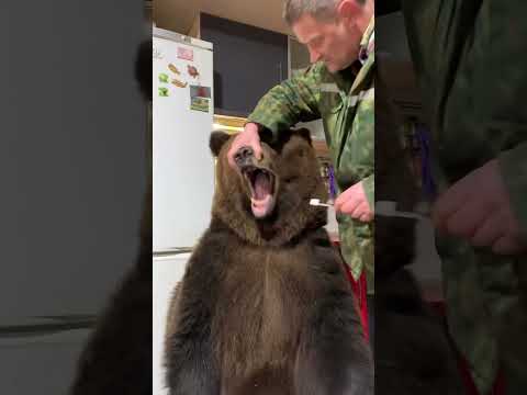 Brave Man Brushes Bears Pearly Whites! 🐻🪥